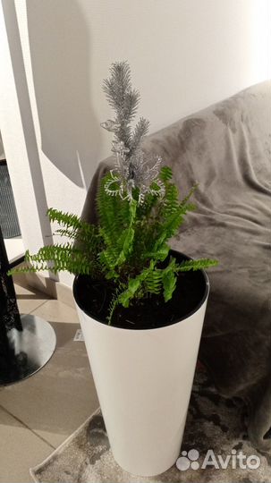 Уход и decor цветов