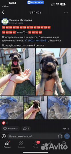 Щенок в добрые руки
