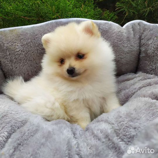 Померанский шпиц мальчик