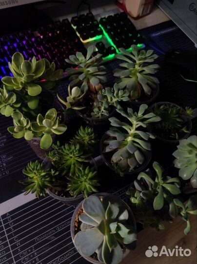 Суккуленты