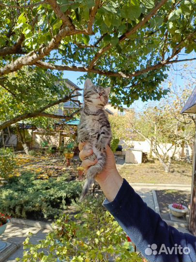 Отдаем котят