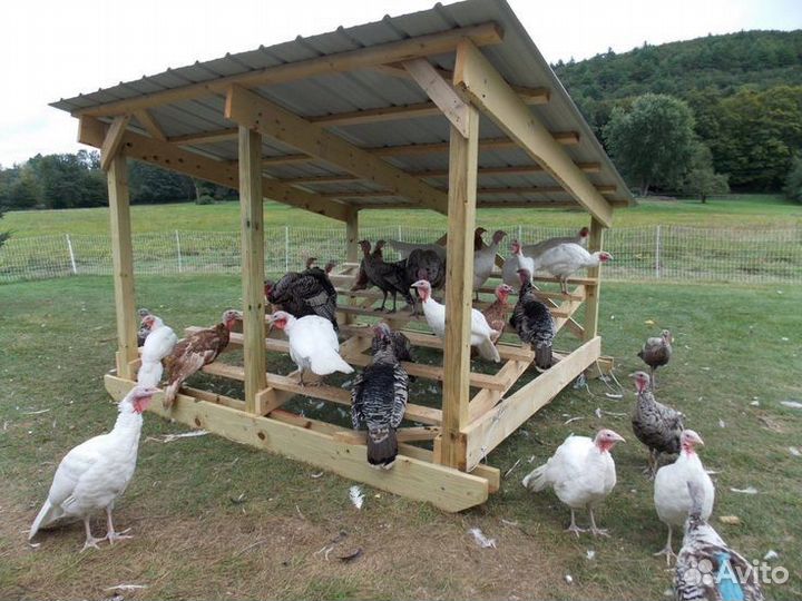 Мясо индюка