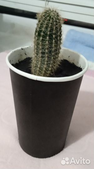 Продам кактус
