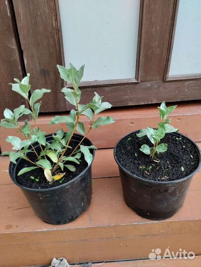 Лох серебристый саженцы