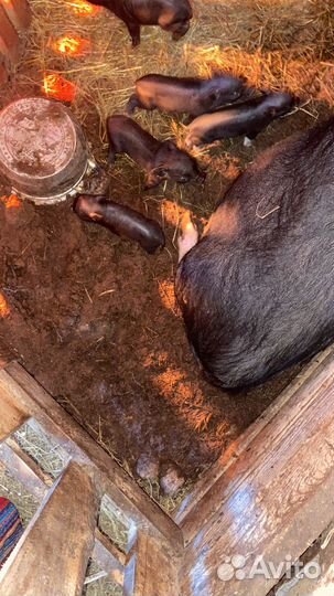 Продаются вьетнамские поросята