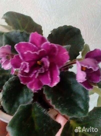 Фиалка продам излишки