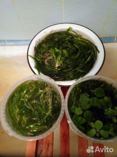 Растения, рыбки, ампулярии