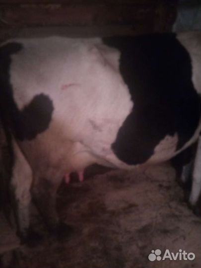 Корова дойная