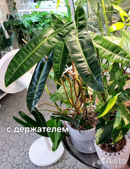 Держатель для стаканов для растений, опора