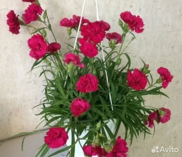 Гвоздика ампельная