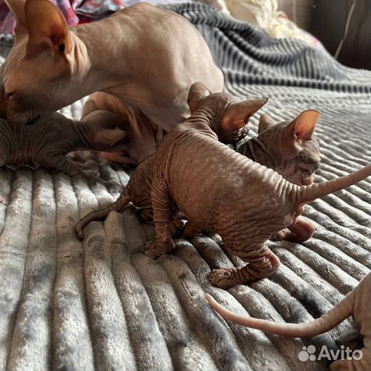 Донской сфинкс резинка