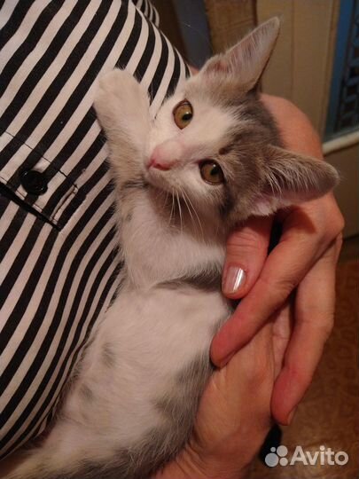 Котенок