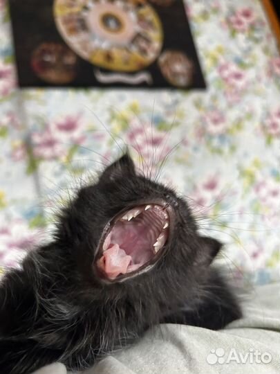 Котенок в добрые руки