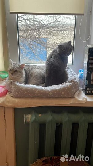 Котята британские