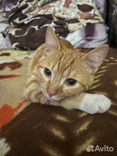 Котик и кошечка