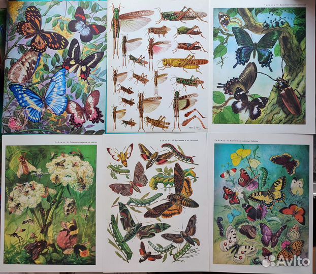 Иллюстрации бабочки, насекомые, стрекозы