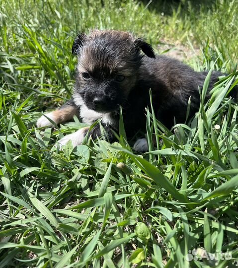 Пекинес помесь