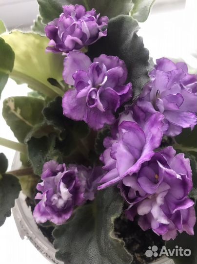 Листики сортовых фиалок