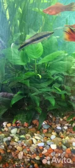Аквариумное растение