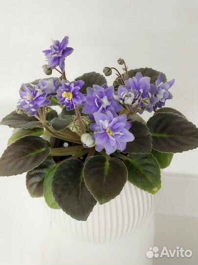 Сортовые фиалки