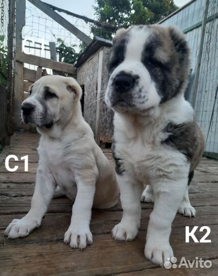 Среднеазиатская овчарка, сао, Алабай