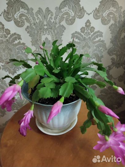 Декабрист шлюмбергера