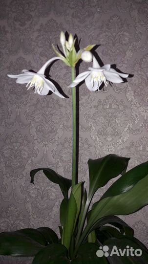 Эухарис амазонский