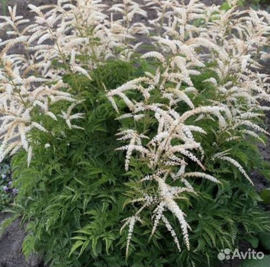 Прунелла, Садовые растения