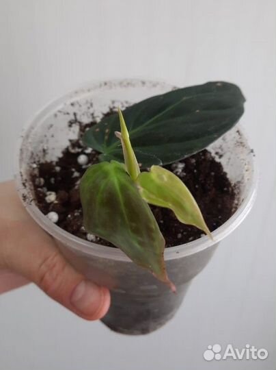 Филодендрон меланохризум