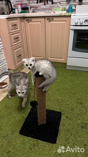 Британские котята