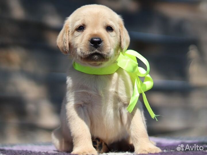 Щенки лабрадора документы РКФ