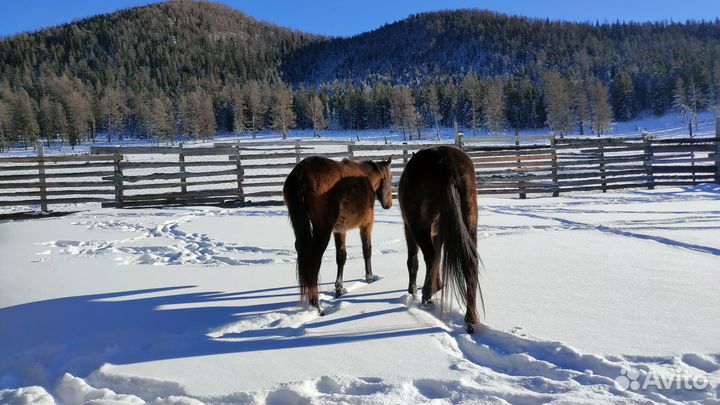 Лошадь английской чистокровной породы