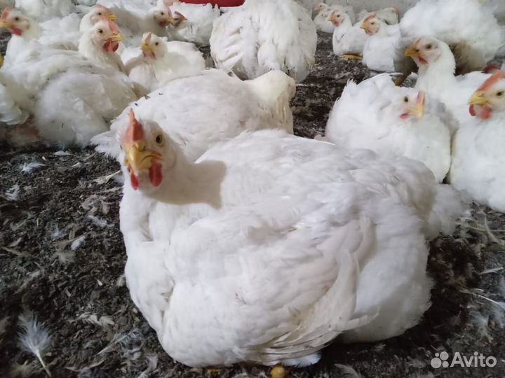 Куры бройлеры