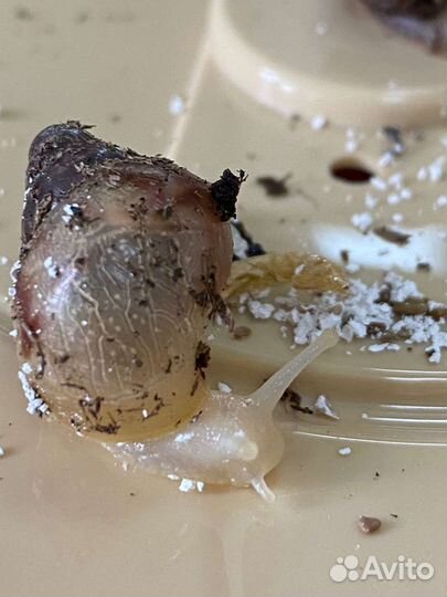 Улитки ахатины бесплатно