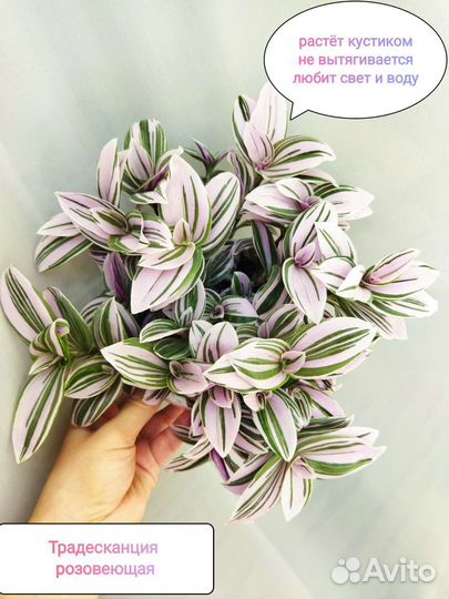 Набор традесканций