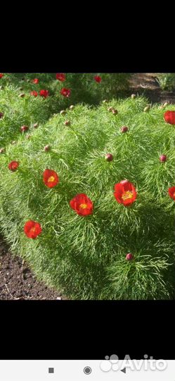 Пион уклоняющийся