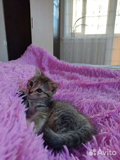 Вислоухая кошка бесплатно