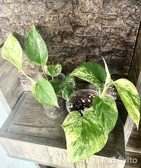 Эпипремнумы, сциндапсусы