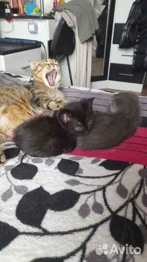 Кошка шотландская