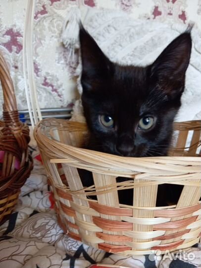 Котята чаузи ф3