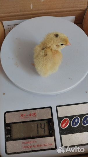 Перепелята суточные