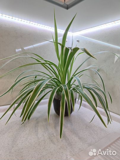 Хлорофитум в горшке