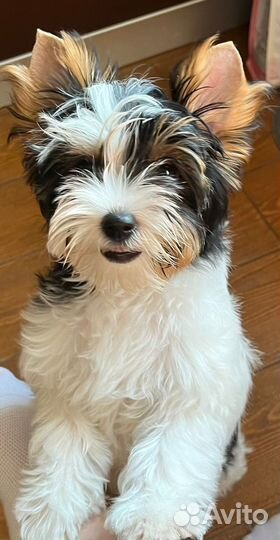 Бивер терьер