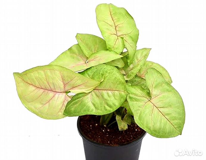 Сингониум mango аллюжен