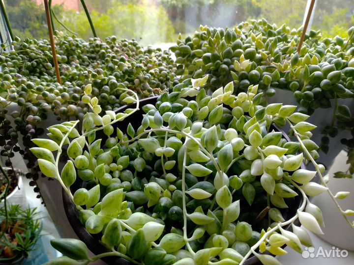 Крестовник Роули и Геррейна вариегатный