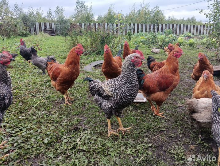 Молодые петухи Ухейлюй