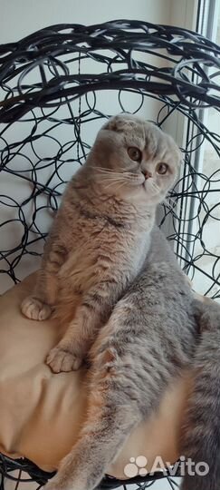 Шотландская кошечка