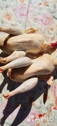 Мясо молодых петушков