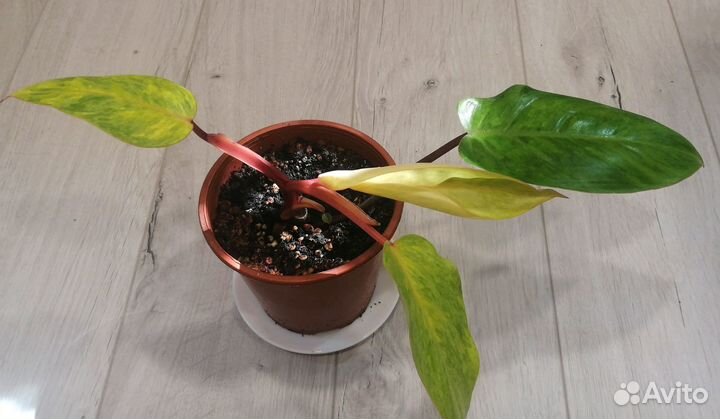 Филодендрон Медуза