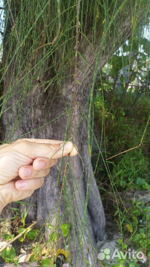 Семена Казуарины хвощевидной